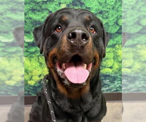 Rottweiler Dogs for adoption in Hillsboro, NH, USA
