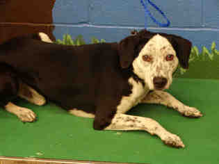 Dalmatian Dogs for adoption in Waco, TX, USA