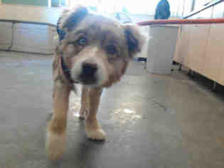 Medium Photo #1 Australian Shepherd Puppy For Sale in Camarillo, CA, USA