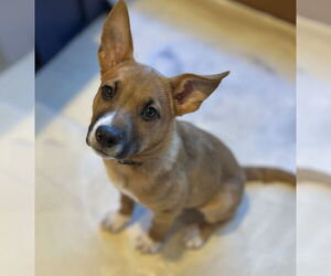 Mutt Dogs for adoption in Sanford, FL, USA