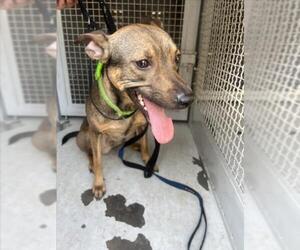 German Shepherd Dog-Unknown Mix Dogs for adoption in San Bernardino, CA, USA