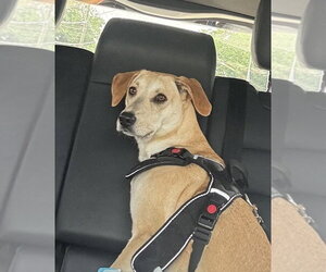 Carolina Dog-Labrador Retriever Mix Dogs for adoption in Greenbelt, MD, USA