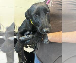 Dachshund-Unknown Mix Dogs for adoption in Pueblo, CO, USA