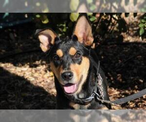 Rottweiler Dogs for adoption in Jamestown, CA, USA
