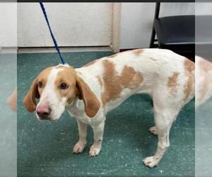 Coonhound Dogs for adoption in Tampa, FL, USA
