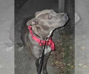 American Staffordshire Terrier-Unknown Mix Dogs for adoption in San Antonio, TX, USA