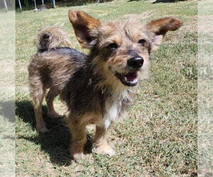 Mutt Dogs for adoption in Alexander, AR, USA