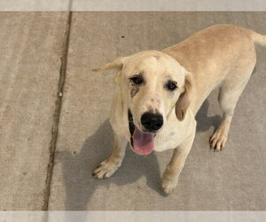Labrador Retriever-Unknown Mix Dogs for adoption in Tulsa, OK, USA