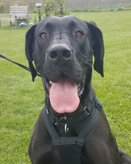 Great Dane Dogs for adoption in Batavia, NY, USA
