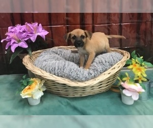 Black Mouth Cur Dogs for adoption in Beaumont, TX, USA