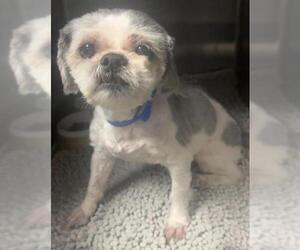 Shih Tzu-Unknown Mix Dogs for adoption in Riverside, CA, USA