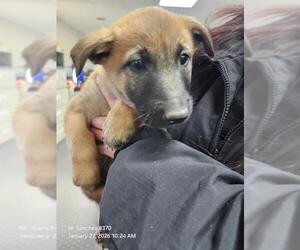 Mutt Dogs for adoption in San Antonio, TX, USA