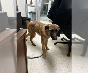 German Shepherd Dog-Unknown Mix Dogs for adoption in Plano, TX, USA