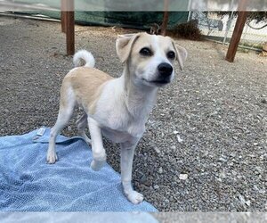 Mutt Dogs for adoption in Santa Cruz, CA, USA