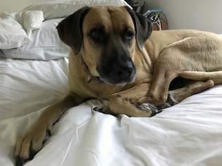 Black Mouth Cur Dogs for adoption in Angleton, TX, USA