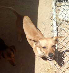 Dachshund-Unknown Mix Dogs for adoption in Apple Valley, CA, USA