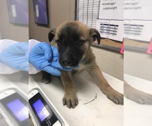 German Shepherd Dog-Unknown Mix Dogs for adoption in Conroe, TX, USA