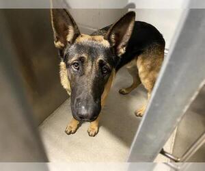 German Shepherd Dog Dogs for adoption in Modesto, CA, USA