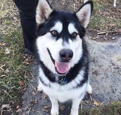 Alaskan Malamute Dogs for adoption in Amherst, OH, USA