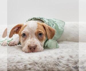 Dachshund Dogs for adoption in Washington, DC, USA
