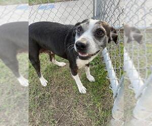Medium Photo #1 American Pit Bull Terrier-Rat Terrier Mix Puppy For Sale in Corpus Christi, TX, USA