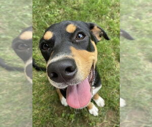 Beagle-Unknown Mix Dogs for adoption in Wakefield, RI, USA