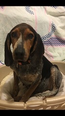 Bluetick Coonhound Dogs for adoption in Dalzell, SC, USA