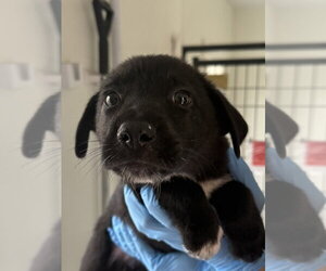 Labrador Retriever-Unknown Mix Dogs for adoption in Bolivar, MO, USA