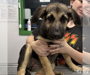 German Shepherd Dog-Unknown Mix Dogs for adoption in Washington, DC, USA