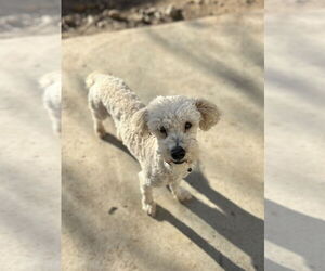 Poodle (Miniature)-Unknown Mix Dogs for adoption in Chico, CA, USA