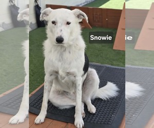 Border Collie Dogs for adoption in Visalia, CA, USA