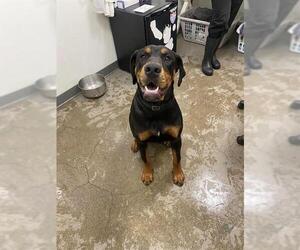 Great Dane-Rottweiler Mix Dogs for adoption in Berkeley , CA, USA