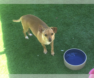 Chiweenie Dogs for adoption in Imperial Beach, CA, USA