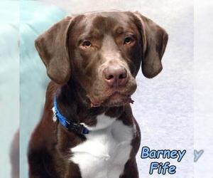 German Shorthaired Lab Dogs for adoption in Mason, MI, USA