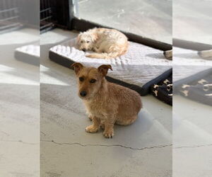 Dachshund-Unknown Mix Dogs for adoption in Studio City, CA, USA