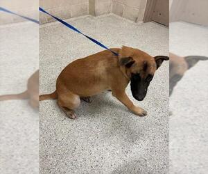 German Shepherd Dog-Unknown Mix Dogs for adoption in Conroe, TX, USA
