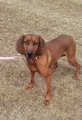 Redbone Coonhound-Unknown Mix Dogs for adoption in Orangeburg , SC, USA