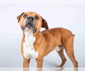 Mastiff-Unknown Mix Dogs for adoption in Atlanta, GA, USA