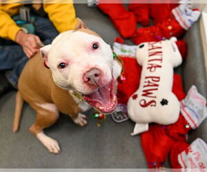 Mutt Dogs for adoption in Glen Allen, VA, USA