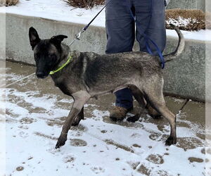 Mutt Dogs for adoption in Imlay City, MI, USA