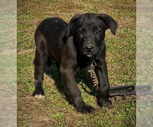 Borador Dogs for adoption in Attalka, AL, USA