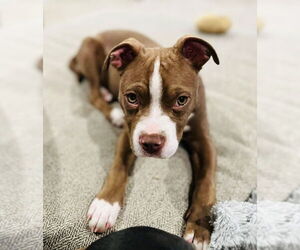 American Pit Bull Terrier-Unknown Mix Dogs for adoption in Germantown, OH, USA