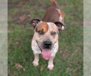 American Staffordshire Terrier-Unknown Mix Dogs for adoption in Conroe, TX, USA