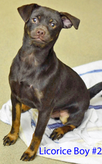 Doxie-Pin Dogs for adoption in Griffin, GA, USA