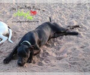 Boxer-Mastiff Mix Dogs for adoption in Victoria, TX, USA
