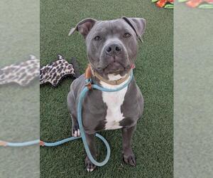 Mutt Dogs for adoption in Las Vegas, NV, USA