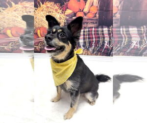 Chiranian Dogs for adoption in Cottageville, WV, USA