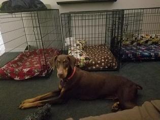 Doberman Pinscher Dogs for adoption in Tampa, FL, USA