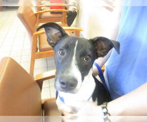 American Pit Bull Terrier-Unknown Mix Dogs for adoption in Ocala, FL, USA