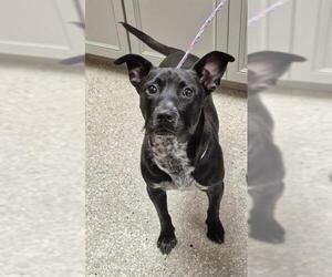 Mutt Dogs for adoption in Lodi, CA, USA